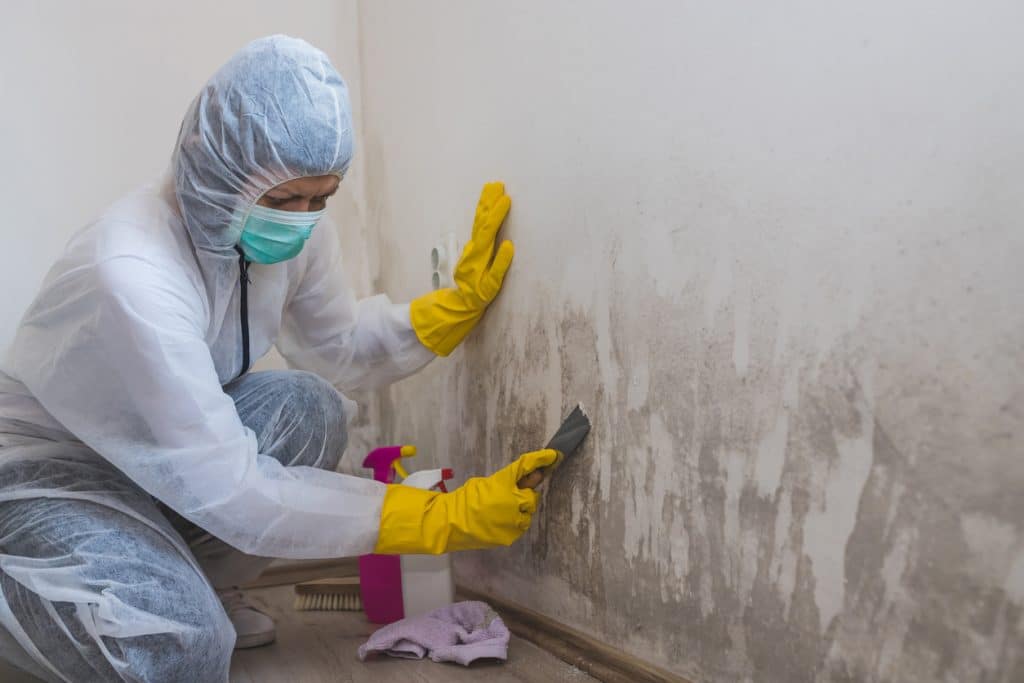 Female worker of cleaning service removes mold from wall using spray bottle with mold remediation chemicals, mold removal products and scraper tool